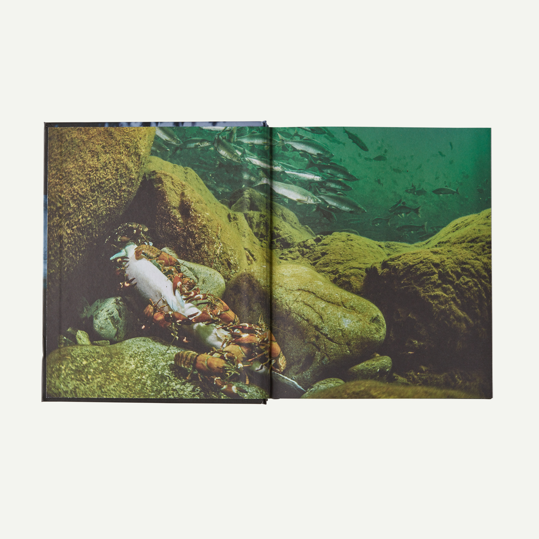 Salmon: A Fish, the Earth and the History of Their Common Fate (hardcover book published by Patagonia) - Image 3