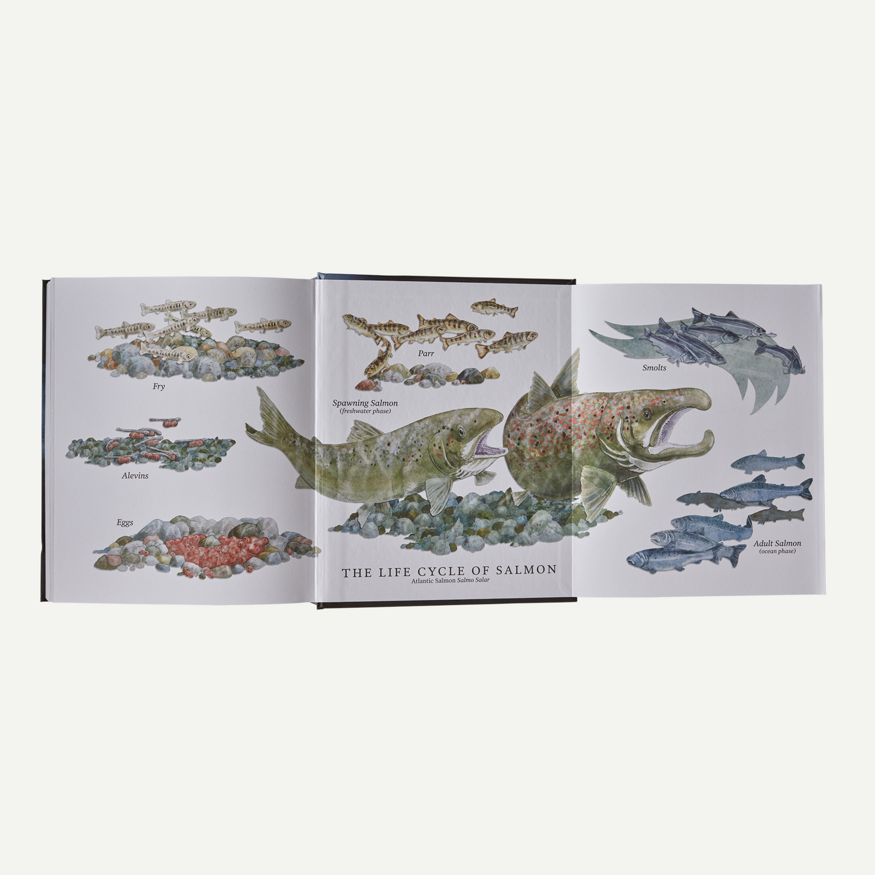 Salmon: A Fish, the Earth and the History of Their Common Fate (hardcover book published by Patagonia) - Image 7