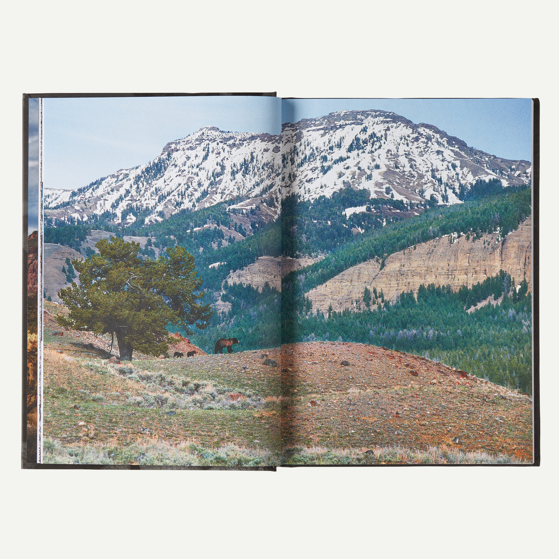 Was It Worth It?: A Wilderness Warrior's Long Trail Home (by Doug Peacock) - Image 5